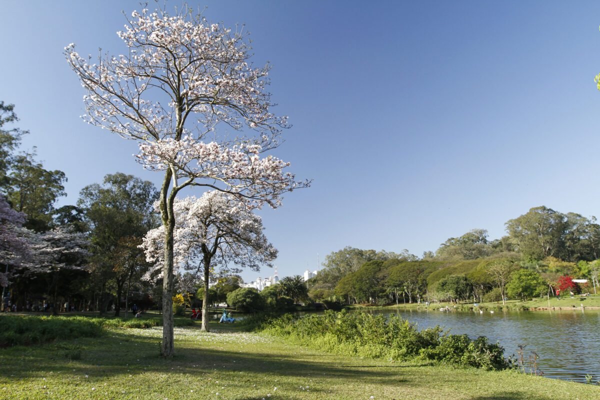 grafica no ibirapuera